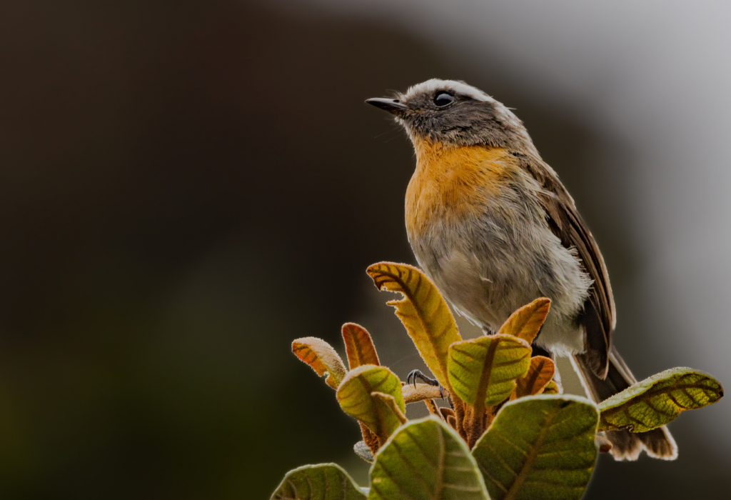 Rufous-breasted Chat Tyrant