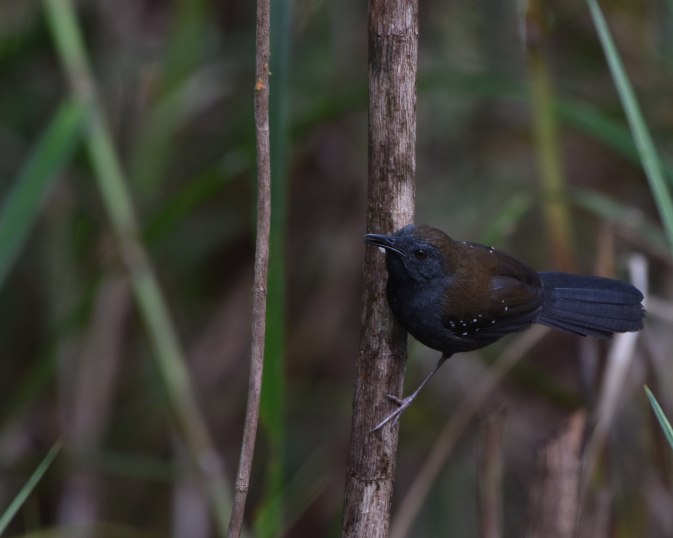 Black-throated Antbird 1