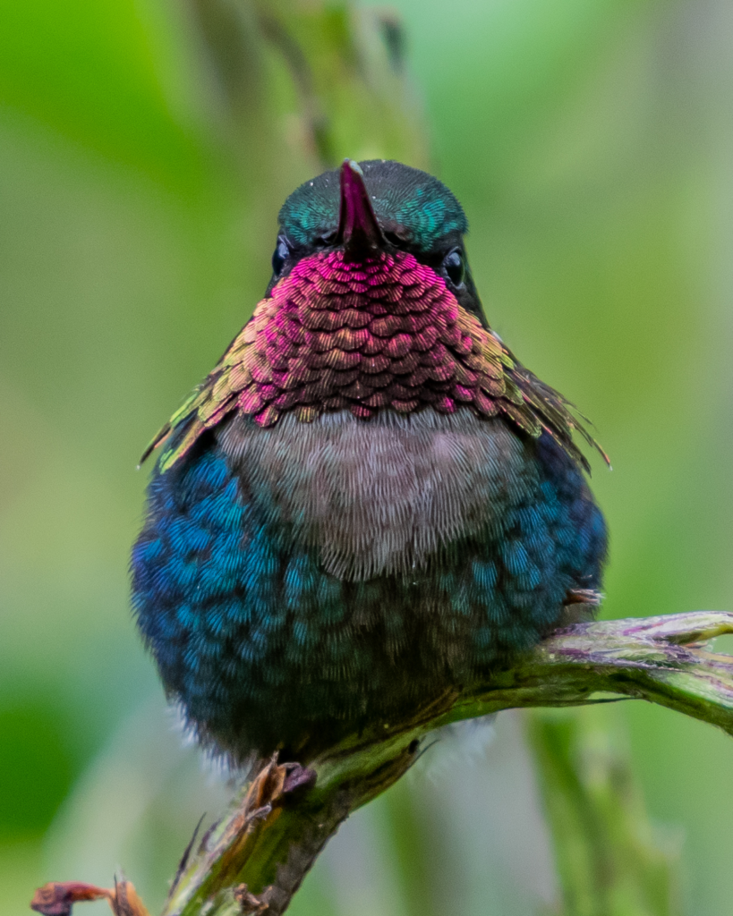 Dive into Ecuador's magical hummingbird world