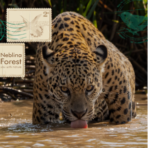Preserving Brazil's Jaguars