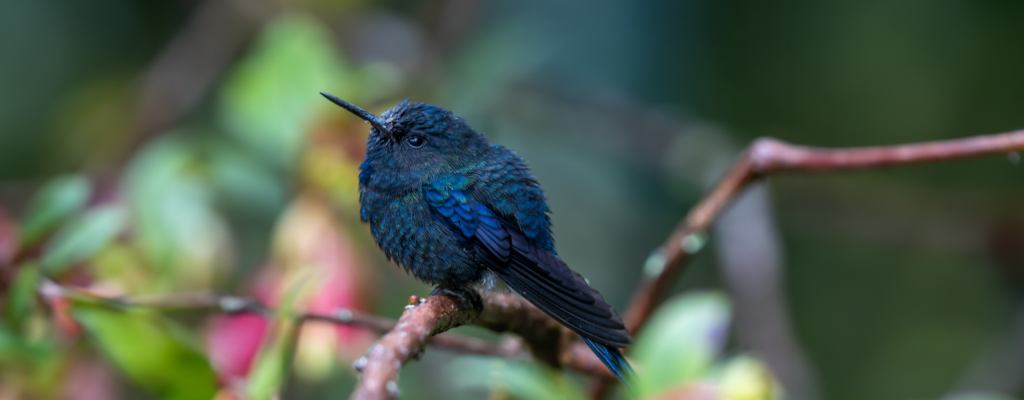 Peru Birdwatching Tour