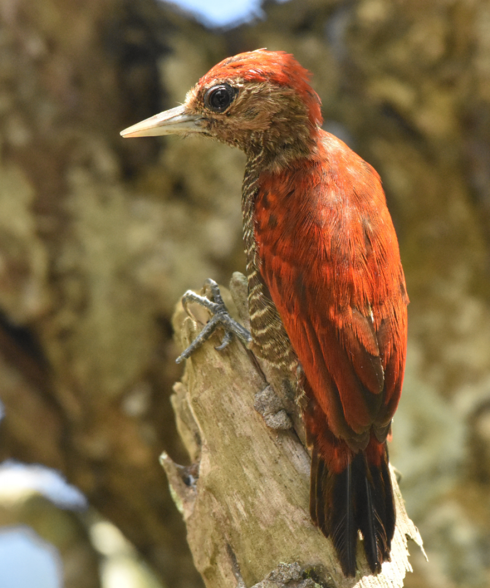 Blood-colored Woodpecker 1
