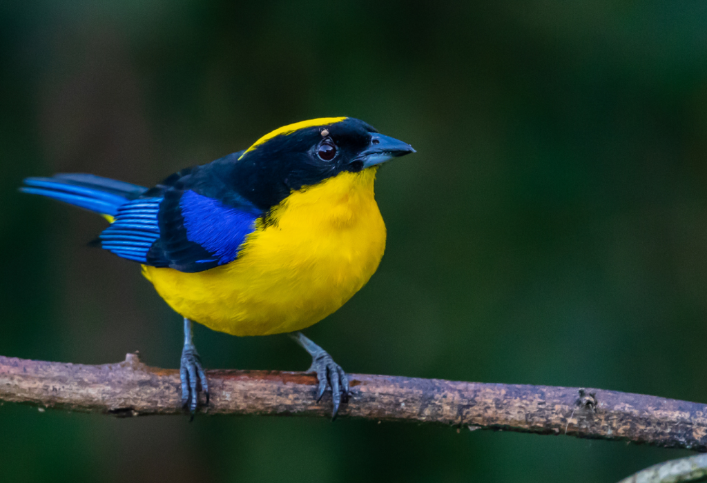 Blue-winged mountain Tanager