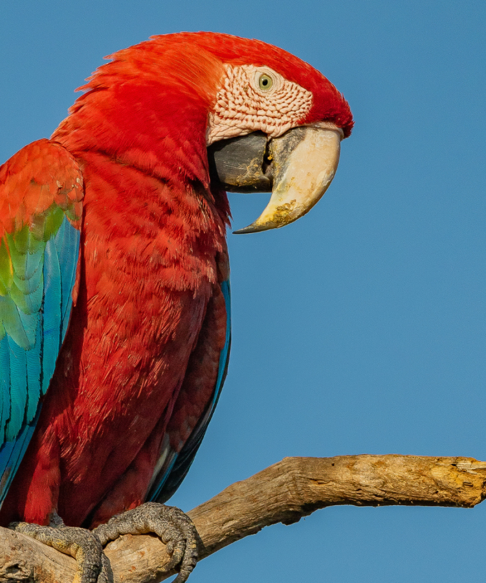 Red-and-green-Macaw