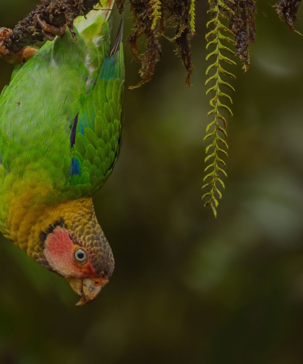 Rose-faced-Parrot-1