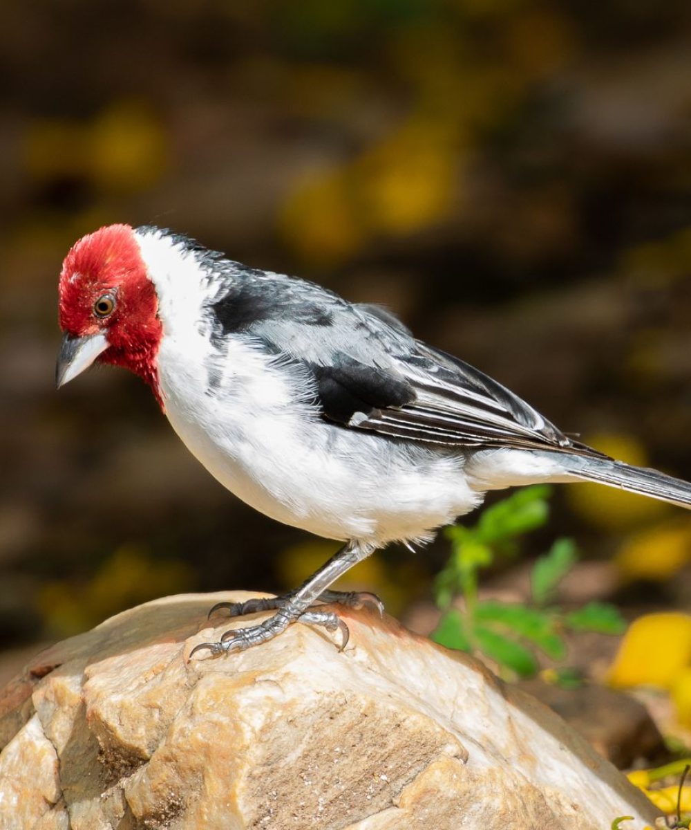 red-cowled-cardinal